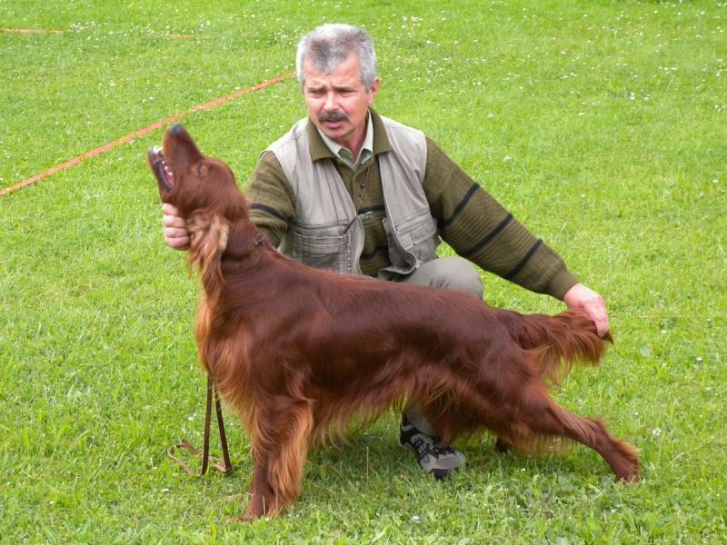 Výcvik loveckých psů v ŠD